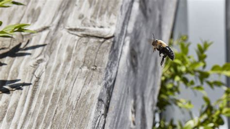 Do Carpenter Bees Fight Each Other Picture Of Carpenter