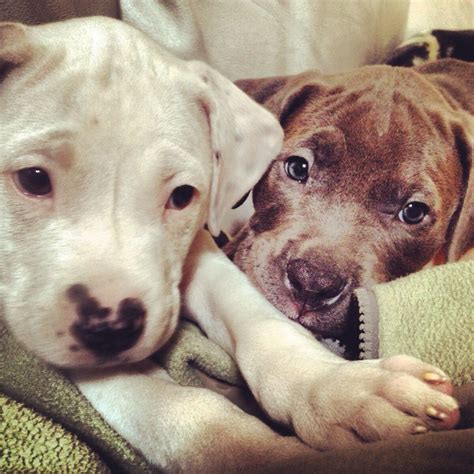 R They Just The Cutest Pit Bulls U Have Ever Seen Dogs And Puppies