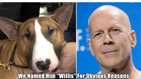 12 Dogs Named After Their Celebrity Lookalikes The Dog People By