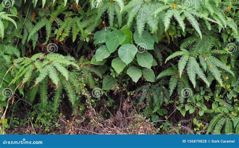 Ferns Leaves Green As A Background Ground Cover Plants Stock Photo