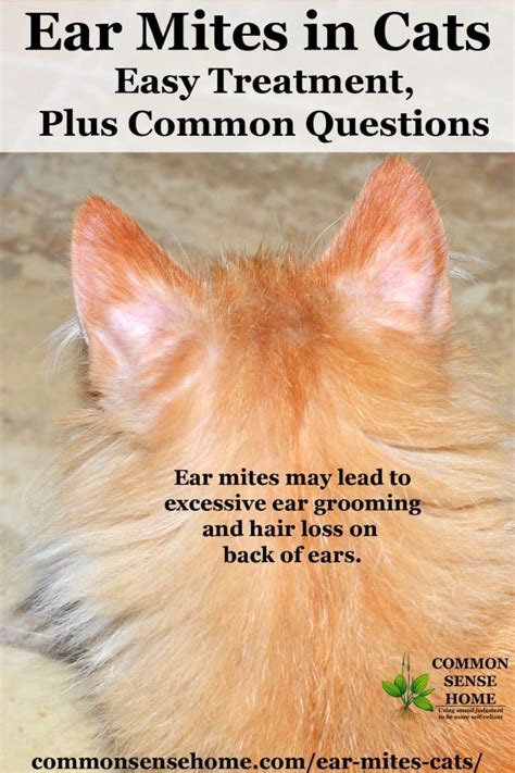 Ear Mites In Cats Easy Treatment Plus Common Questions