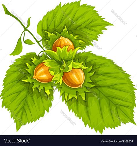 Hazelnuts On Green Leaves Royalty Free Vector Image