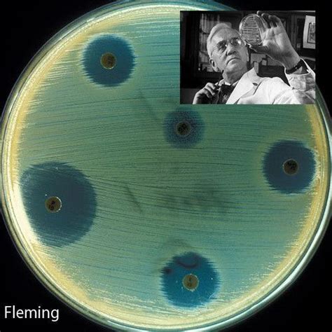 Alexander Fleming Biografia Scoperta Della Penicillina Risultati My
