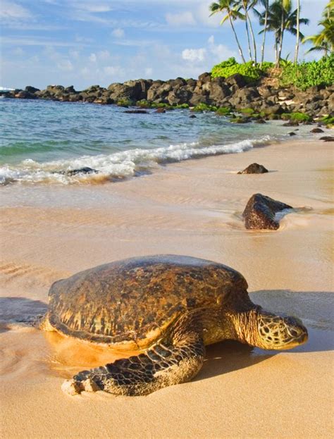 Seaside Style Sea Turtle Oahu Vacation Rentals Turtle