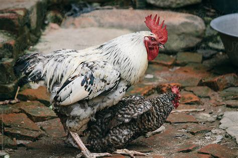 Rooster Mating With Hen By Stocksy Contributor Alejandro Moreno De Carlos Stocksy