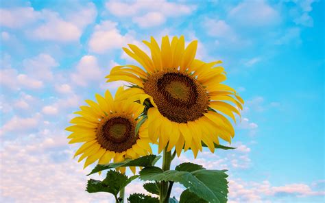 Download Wallpaper 3840x2400 Sunflower Flowers Petals Yellow Sky 4k