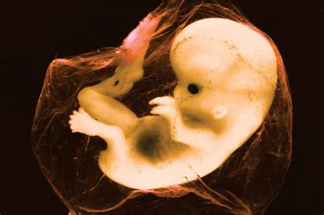 Womb Milk Nourishes Human Embryo During First Weeks Of Pregnancy New