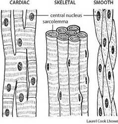 Learn how your gut contracts! Muscular System - Samantha Trujillo