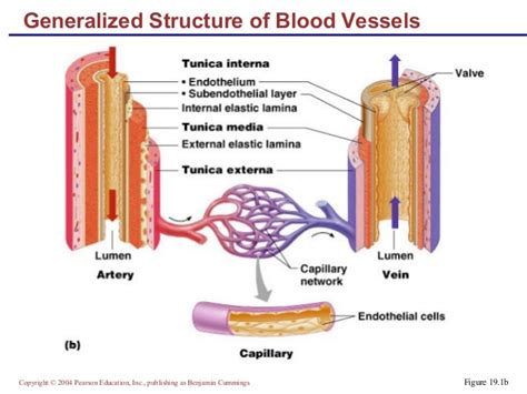 Abstract the vasculature is a network of blood vessels connecting the heart with all other organs and tissues in the body. Chapter 19 blood vessels