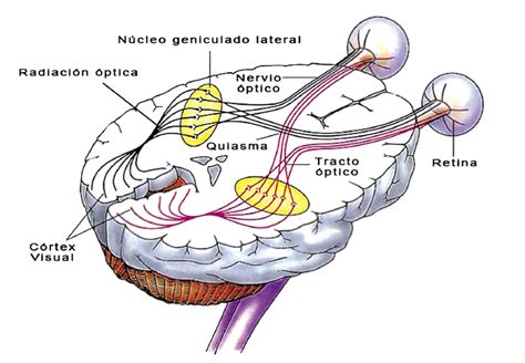 Biofisica Sistema Visual Humano