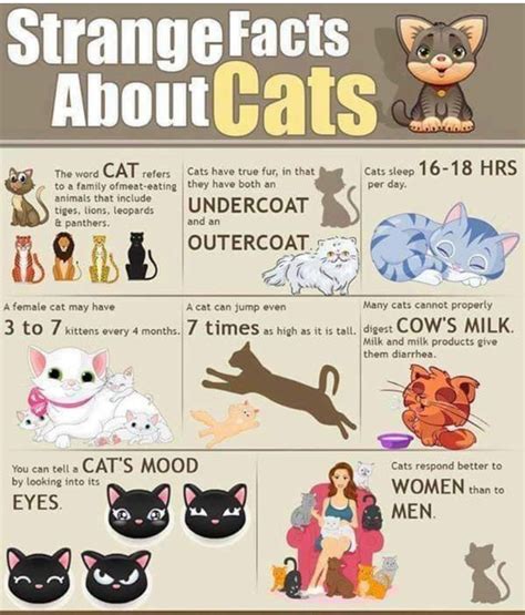 Pin By Diane Willocks On Cats And Kittens Cat Facts Fun Facts About