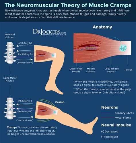 Nighttime Leg Cramps Causes And Solutions Lower Leg