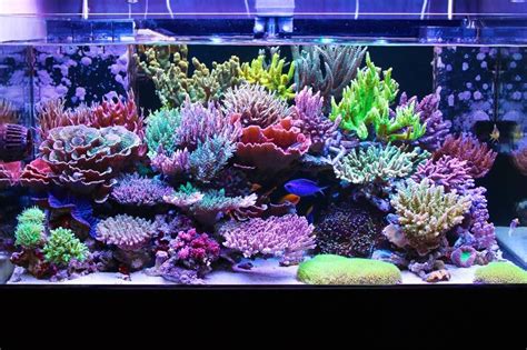Beautiful Live Corals In A Salt Water Tank Coral Fish Tank Coral