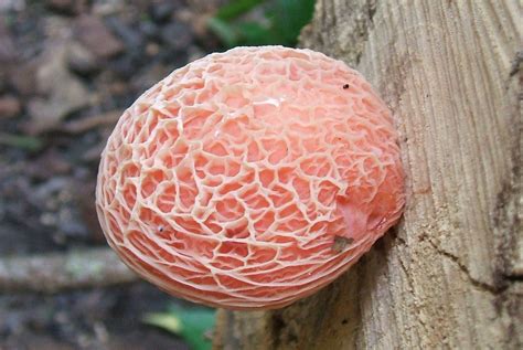 Fungus: Rhodotus palmatus | Taken on the rail-trail between … | Flickr