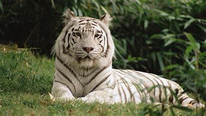 Bengal Tigers Animals Tiger Backgrounds Computer Wallpapers