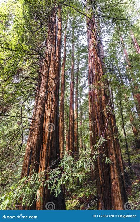 Trees At Muir Redwood Park Stock Photo Image Of Landscape 142364120