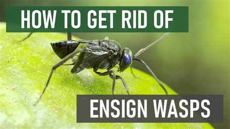 How To Get Rid Of Ensign Wasps 4 Easy Steps Youtube