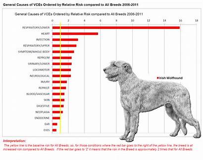 Specific Wolfhounds Irish Breeds Breed Graph Pneumonia