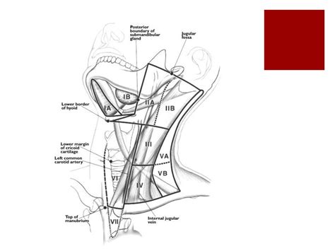Cervical Lymph Nodes Diagram