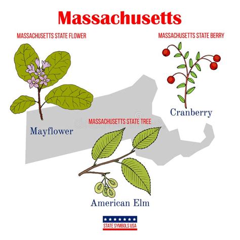 Massachusetts Set Of Usa Official State Symbols Stock Vector Illustration Of States United