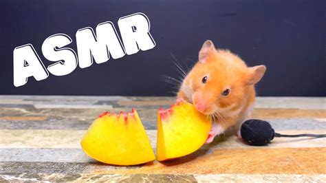 Hamster Eating Peach Satisfying Animal Asmr Youtube