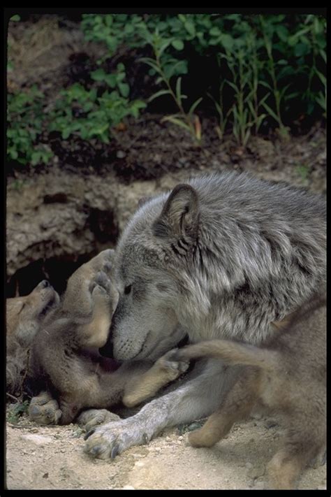 Calphotos Canis Lupus Gray Wolf