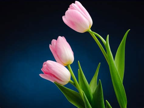 Hình Nền Hoa Tulip đẹp Nhất Công Ty In ấn