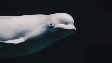 Beluga Whales In The Arctic Animals Around The Globe