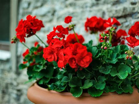 Red Color Scheme In Gardens Designing With Red Flowering Plants