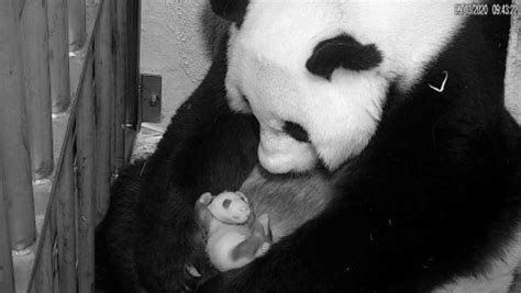 The National Zoos Giant Panda Cub Turns 4 Weeks Old Nbc4 Washington