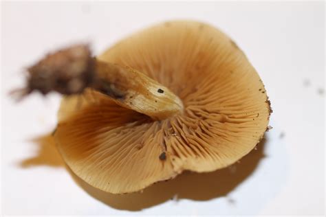New Id Request Ne Georgia Mushroom Hunting And Identification