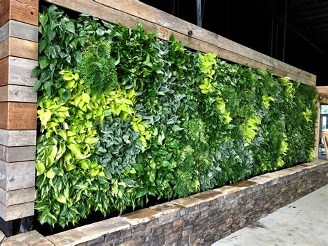 What Are The Good Plants For Green Walls