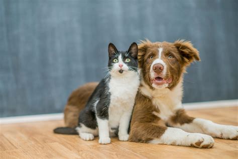Photos That Prove Cats And Dogs Can Be Friends Readers Digest