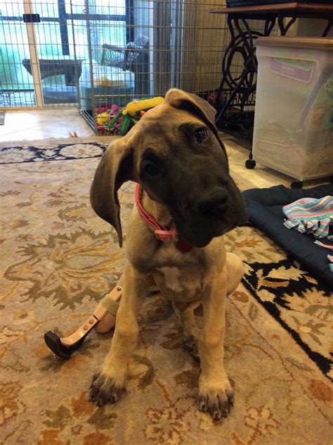 Thats why its worth talking about. Adorable Rescued Great Dane Puppy Gets A New Leg And New Life
