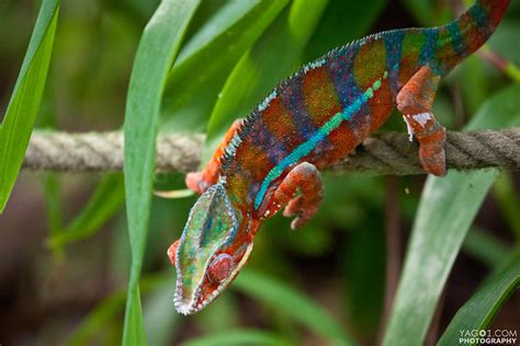 rainbow chameleon flickr photo sharing