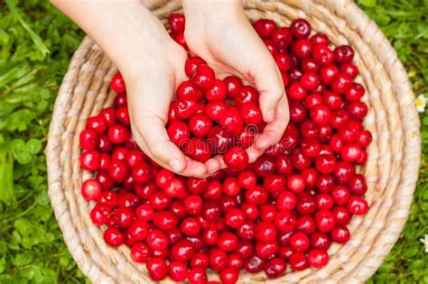 A Basket Full Of Bright Red Freshly Picked Early Sweet Cherries Stock