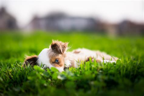 Pictures Border Collie Dog Grass Glance Animal 2048x1367