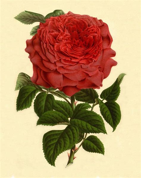 Vintage Roses Art Print Antique Prints Wall By Antiquebotanicalart 10