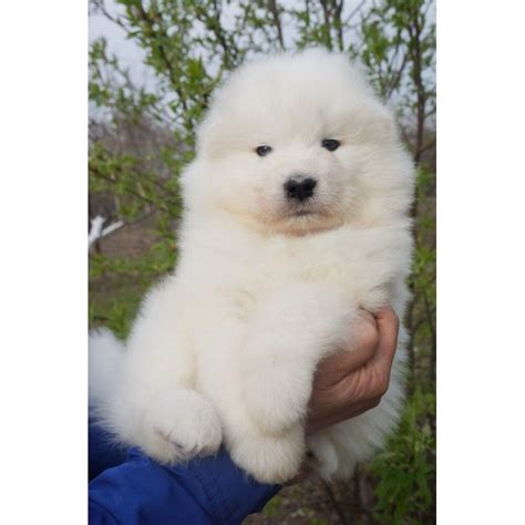 Samoyed pitbull mix is a very amazing pet that comes into very unique behave as well as. Samoyed Puppies For Sale | Sacramento, CA #286496