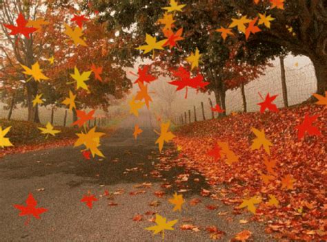 Download this falling leaves, autumn, red leaves, wandering png clipart image with transparent background or psd file for free. Leaves GIF - Find & Share on GIPHY