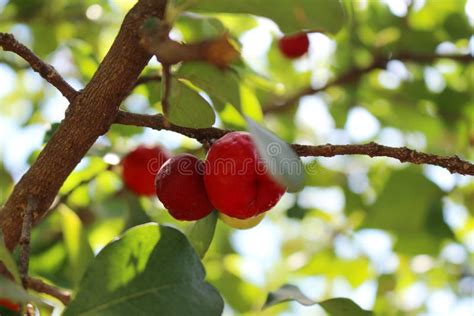 Barbados Cherry Fruit Stock Photo Image Of Barbados