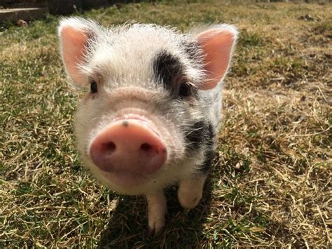 Interview With Apache Pig Theory And Practical Guide Pig Cute Pigs