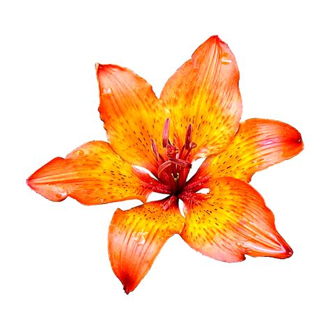 Result Images Of Spider Lily Transparent Png PNG Image Collection
