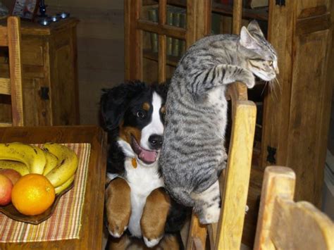Are Bernese Mountain Dogs Good With Cats Solved Puplore