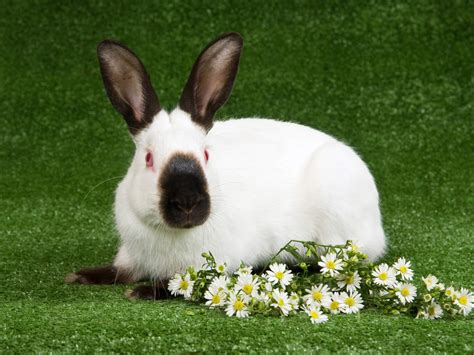 himalayan  sale rabbits breed information omlet