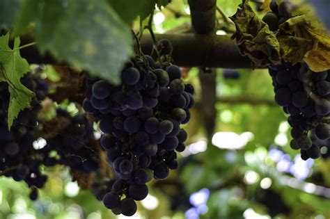 100 Free Grape Tree And Nature Images Pixabay