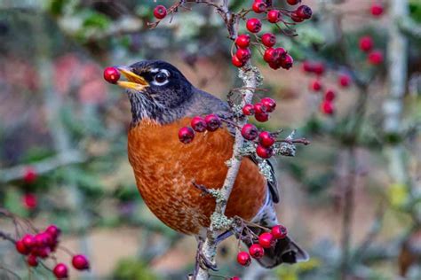 7 Things Robins Like To Eat Most Diet Care And Feeding Tips