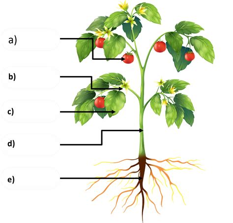Label The Different Parts Of The Plant Given Below