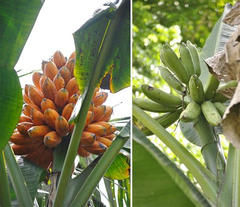 Collecting bananas in Bougainville : In pictures | ProMusa is a project ...