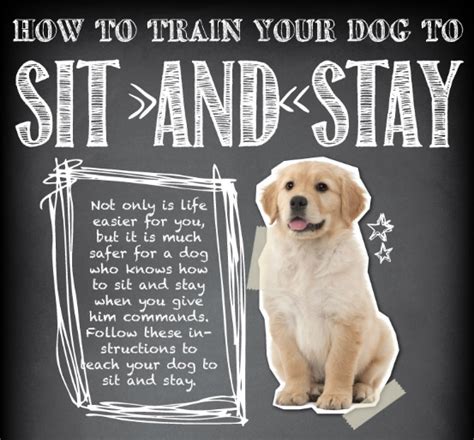 Now that your dog knows how to. Teach Your Dog to Sit and Stay - Best Dog Guide